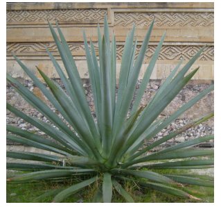 Fotografía: Joe Barcroft: Agave en Mitla, México