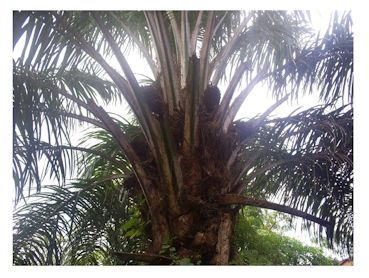 La palmera, árbol mágico en la cultura Tembo de la República
Democrática del Congo 