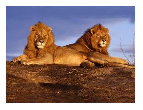 Los leones en Maasai Mara